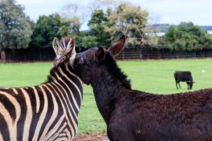 Biscuit People Conference - Pula, Croatia